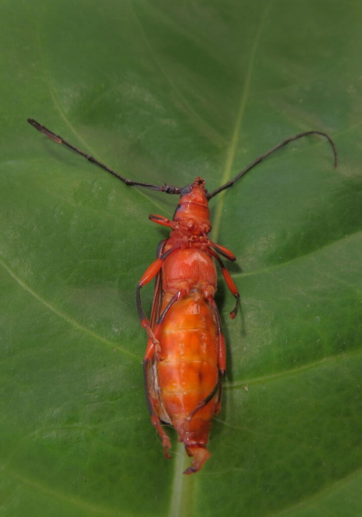 Xystrocera festiva