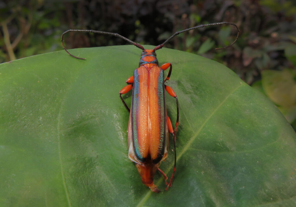 Xystrocera festiva