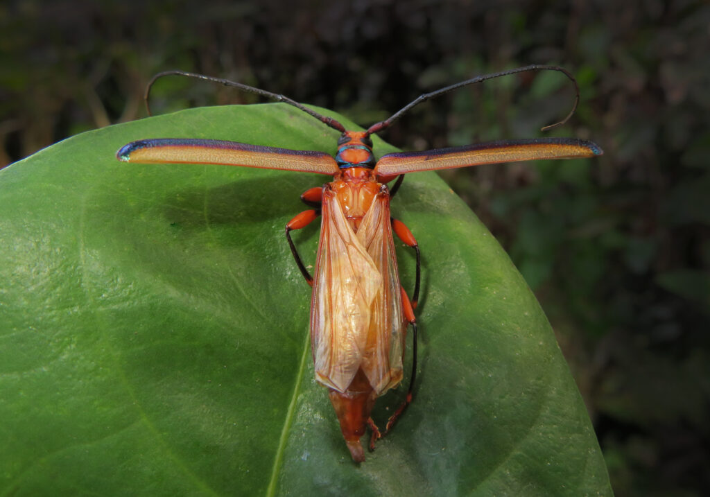 Xystrocera festiva