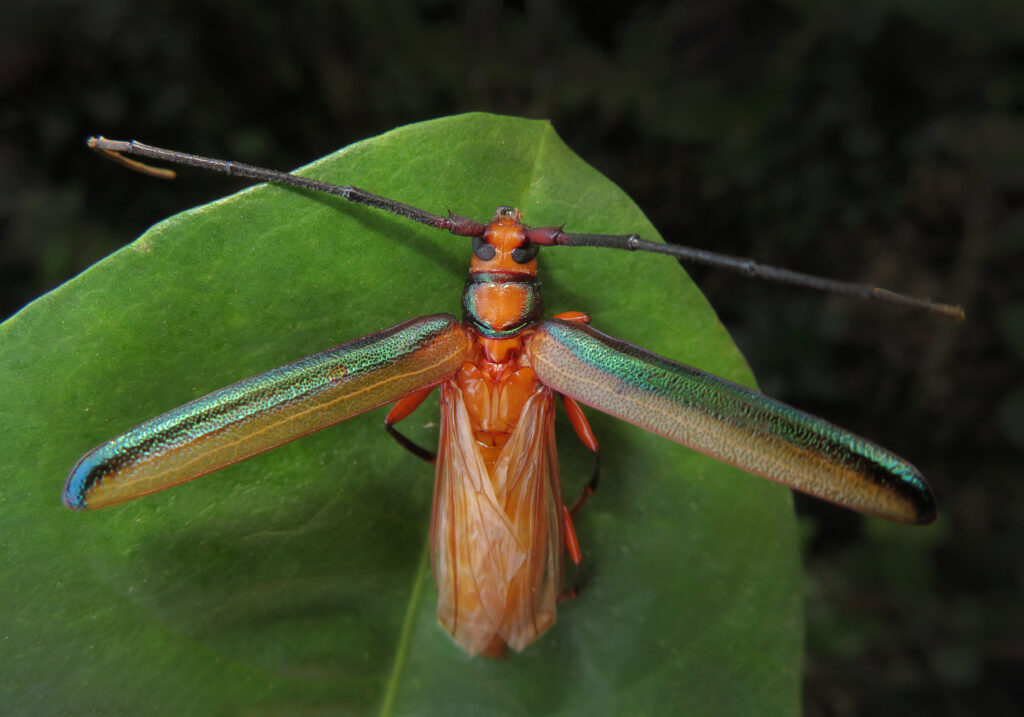 Xystrocera festiva
