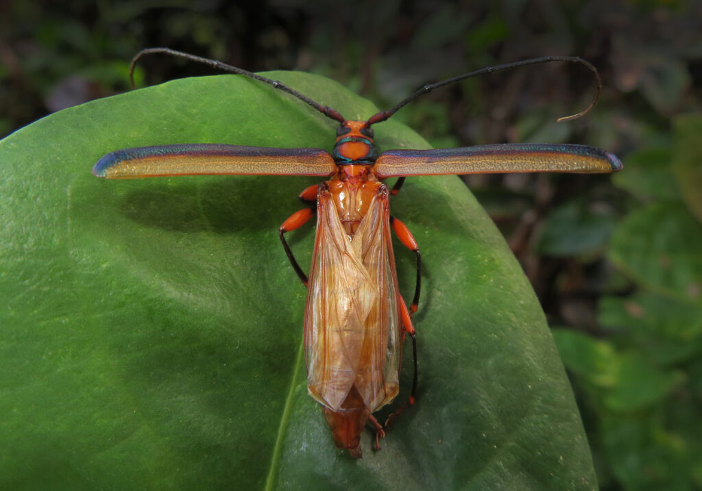 Xystrocera festiva