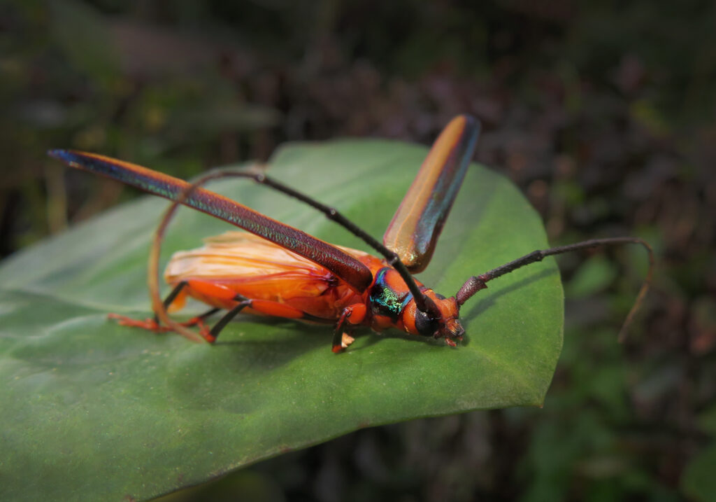 Xystrocera festiva