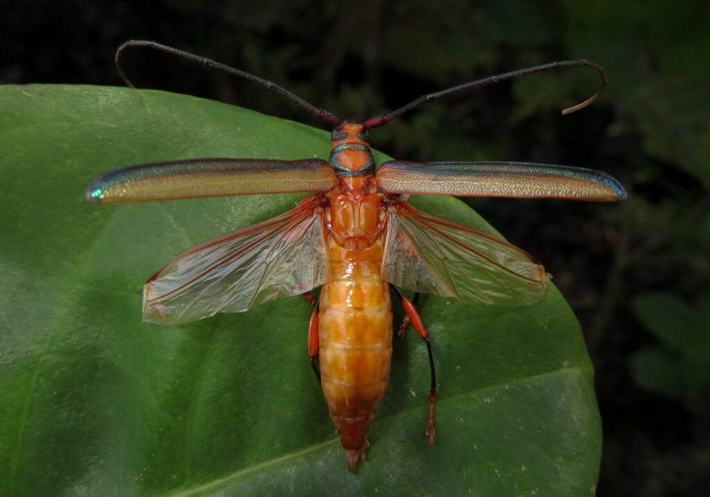 Xystrocera festiva