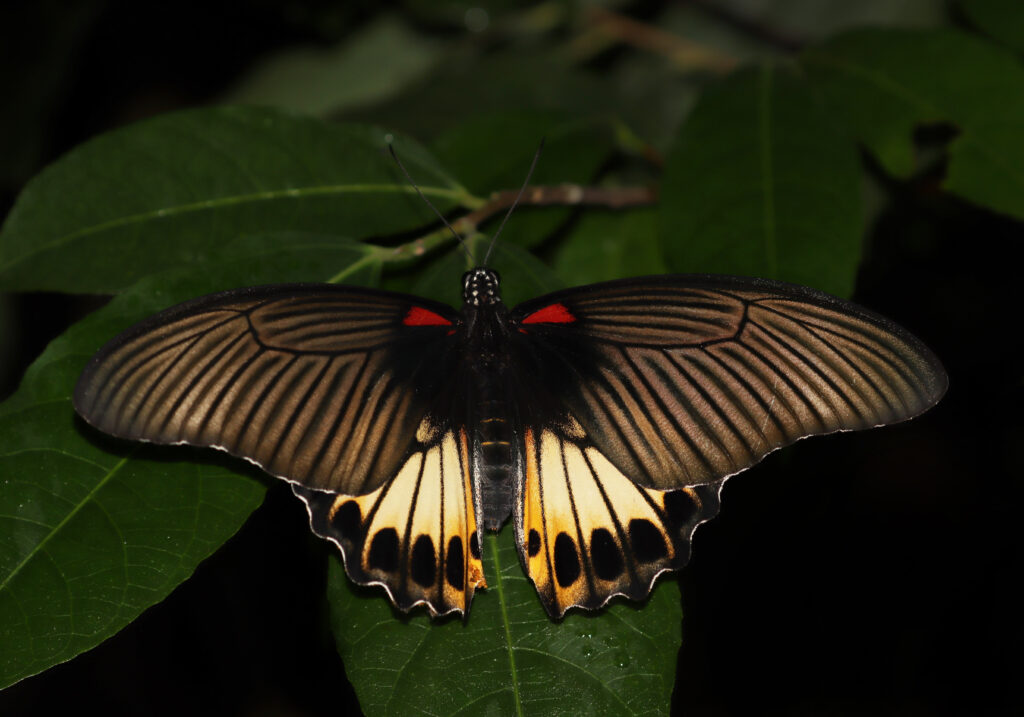 Common Swallowtails (Genus Papilio)