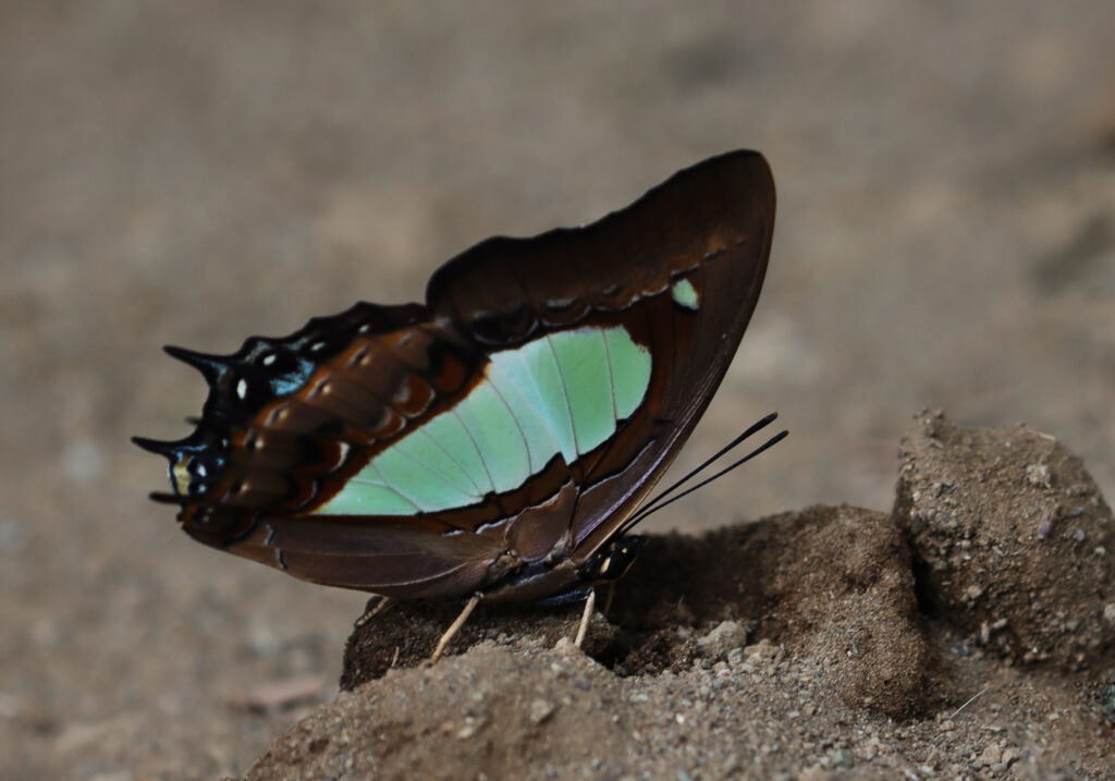 Dragon-headed Caterpillars