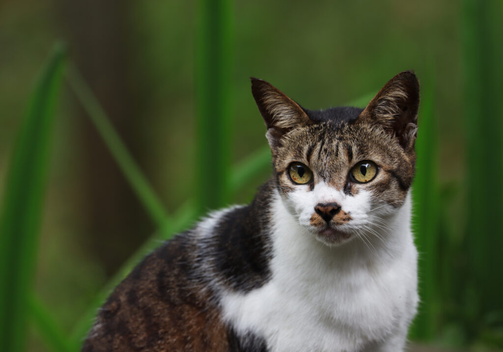 Domestic Cat (Felis catus)