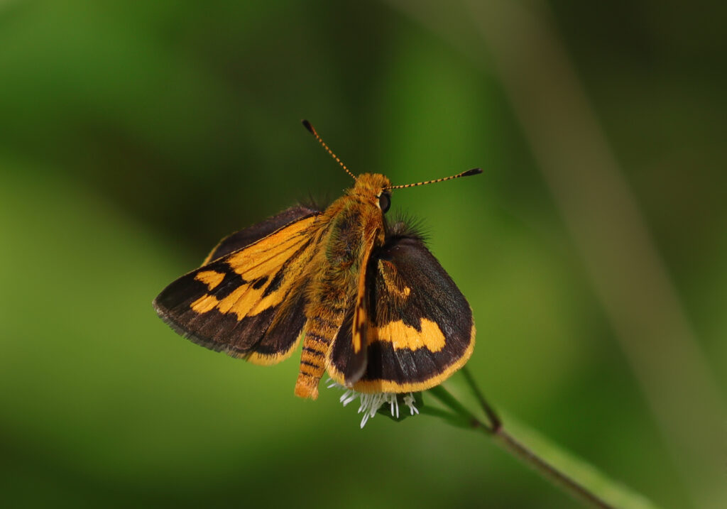 Genus Taractrocera