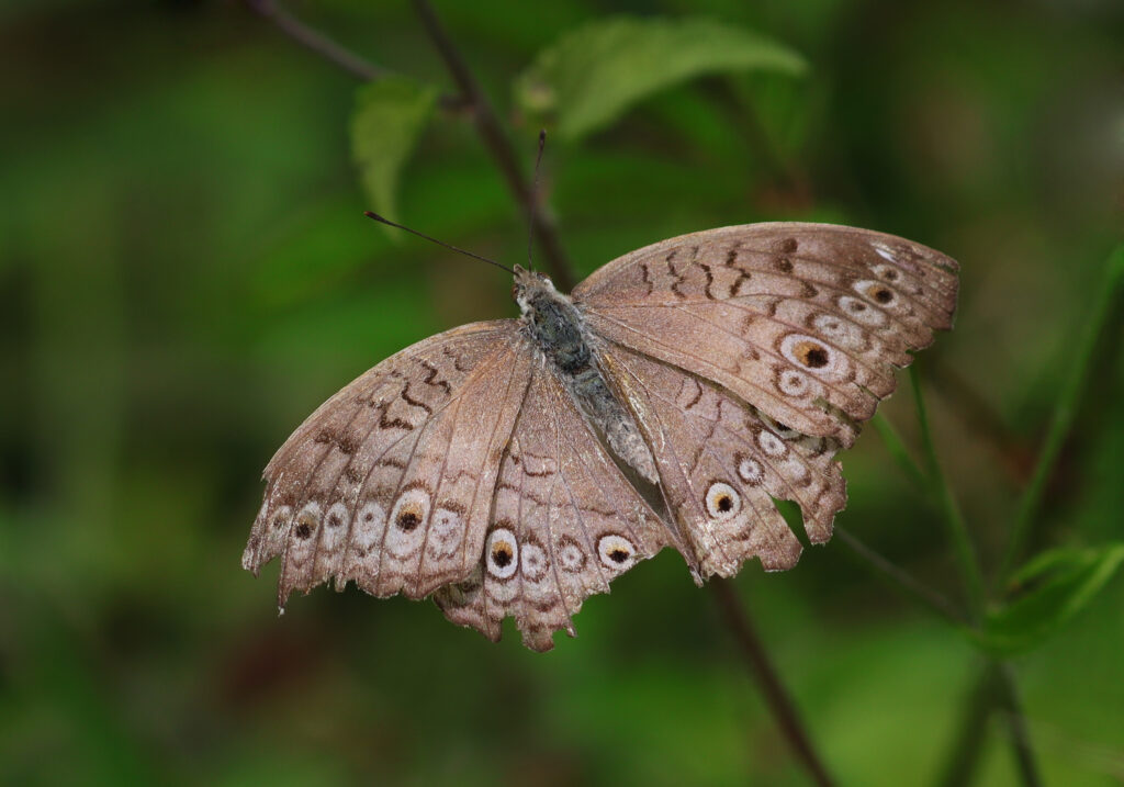 Grey Pansy