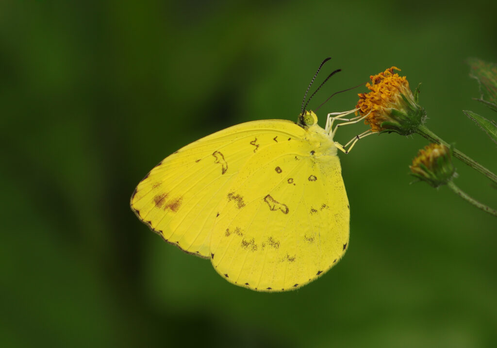 Grass Yellows