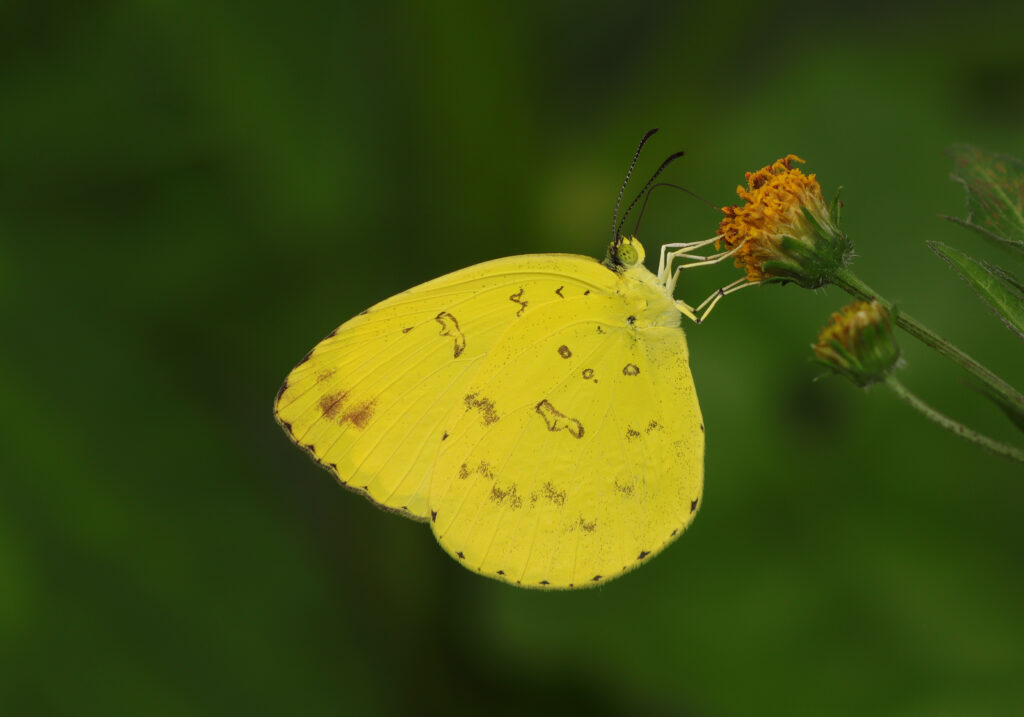 Grass Yellows