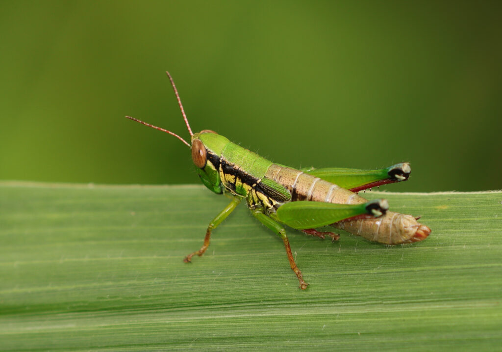 Genus Caryanda