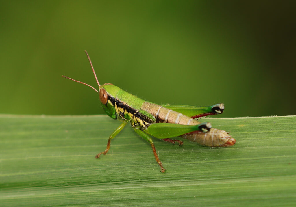 Genus Caryanda