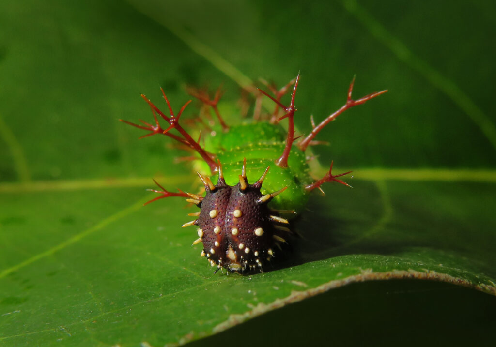 Genus Athyma
