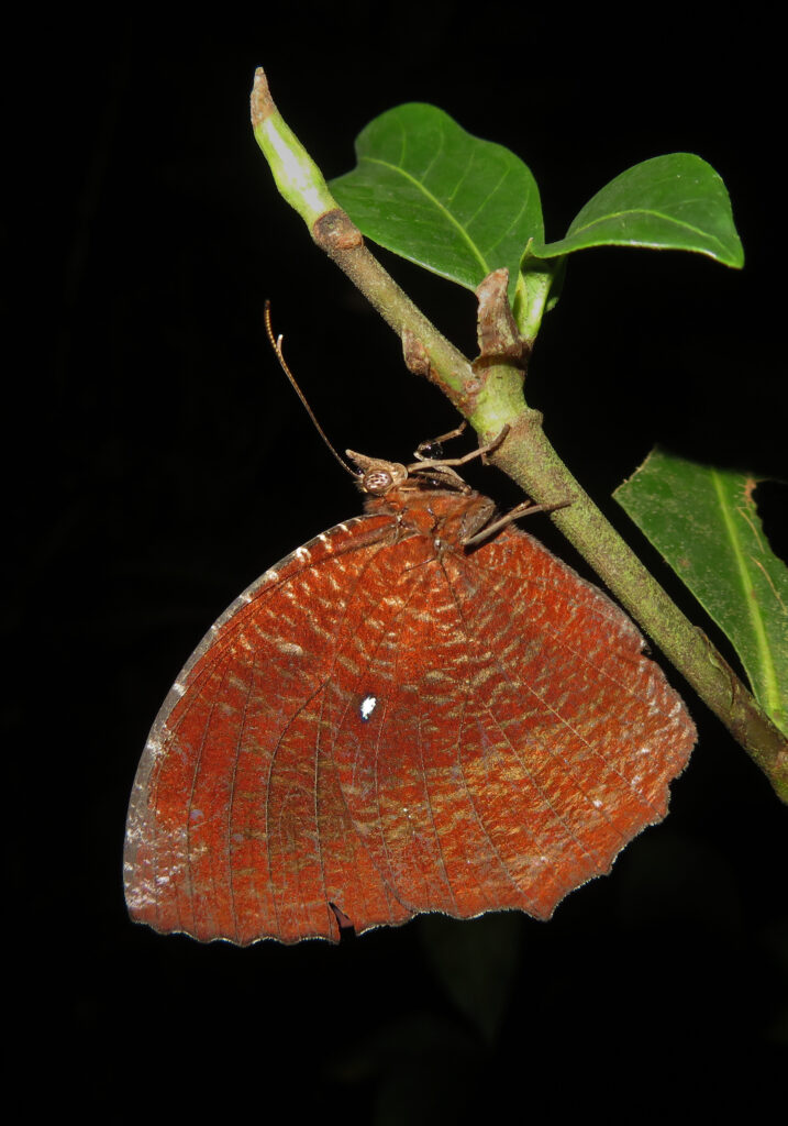 Palmflies (Genus Elymnias)