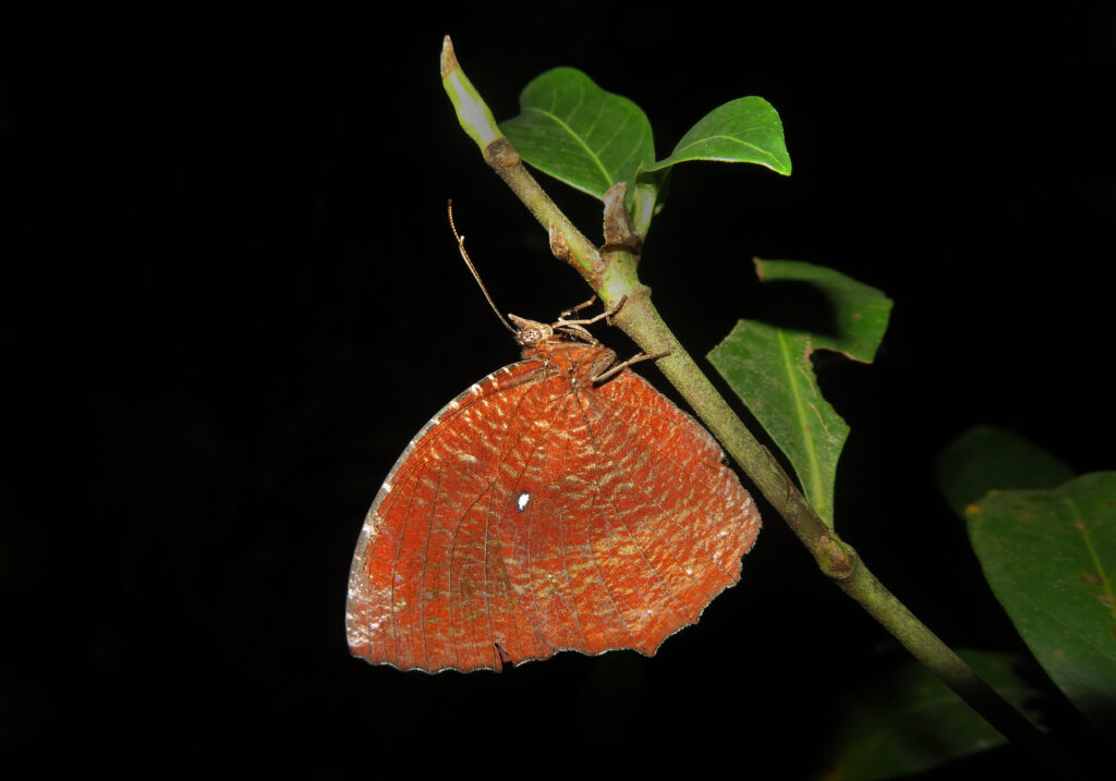 Palmflies (Genus Elymnias)