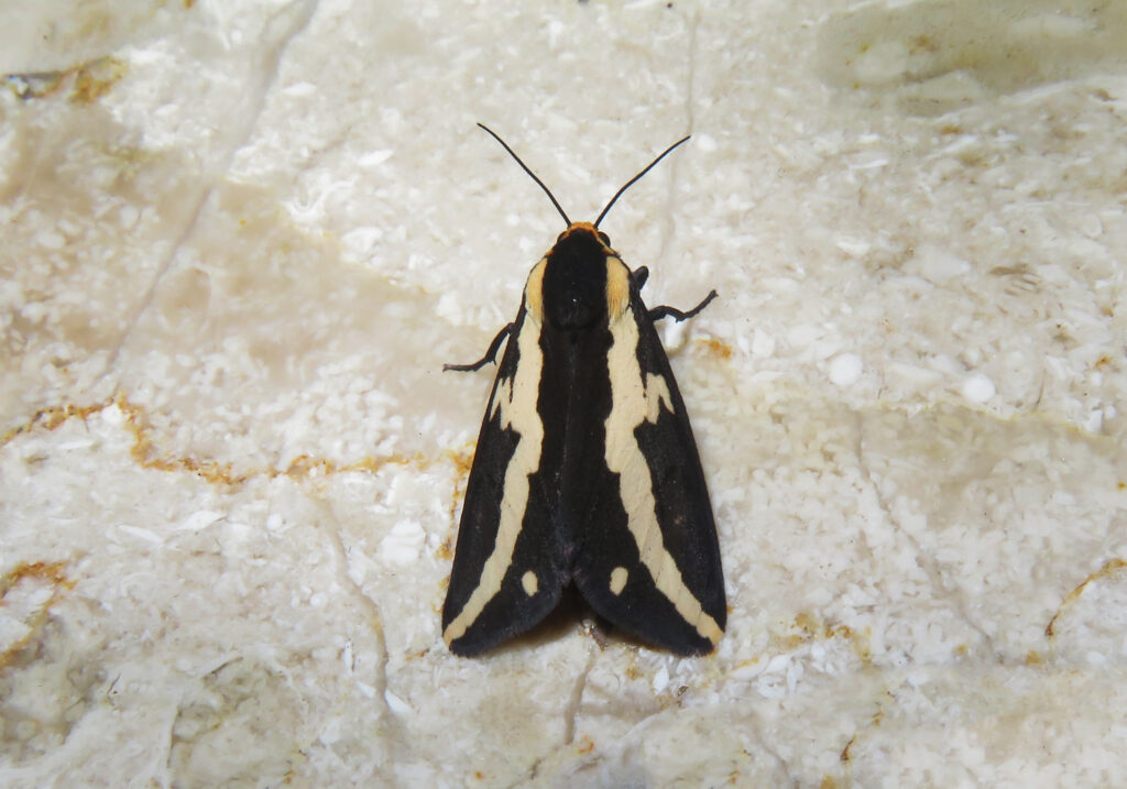 Tiger Moths