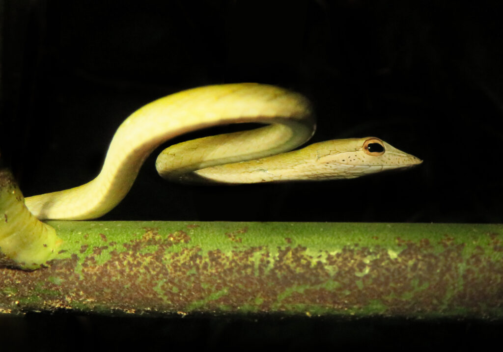 Oriental Whipsnake (Ahaetulla prasina)