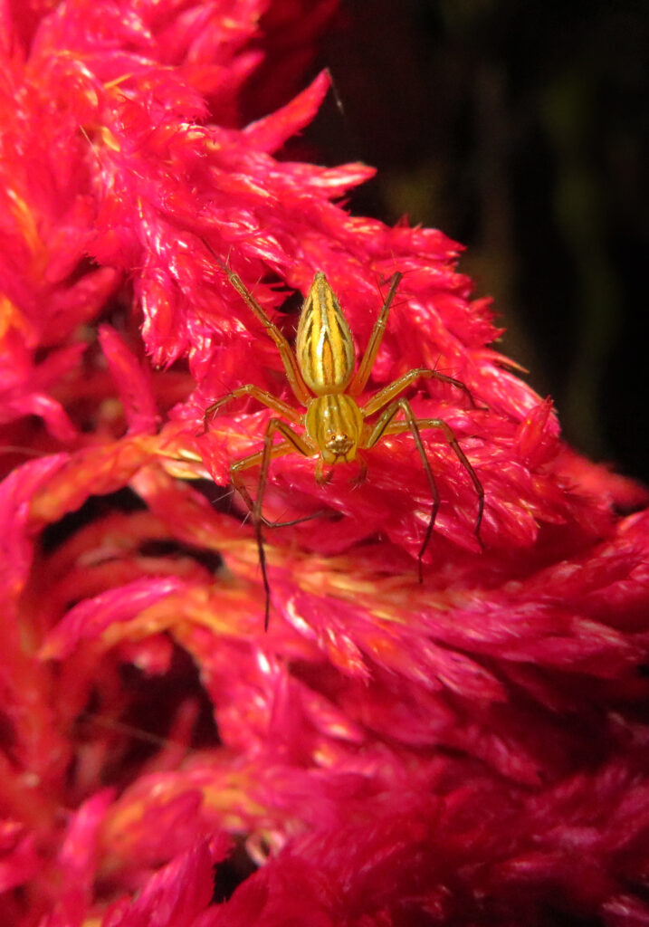 Grass Lynx Spiders