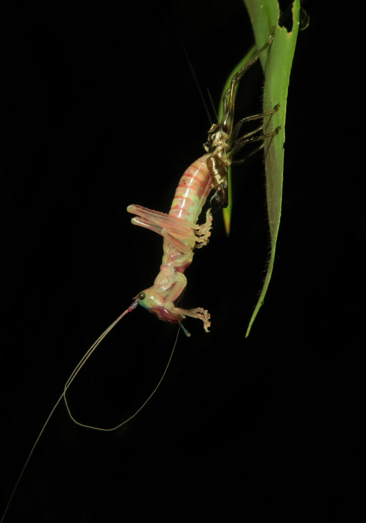 Raspy Crickets (Family Gryllacrididae)