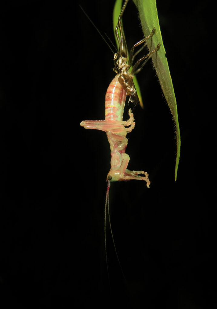 Raspy Crickets (Family Gryllacrididae)