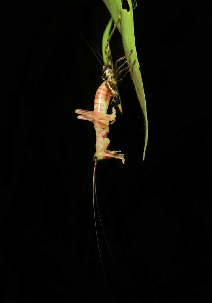 Raspy Crickets (Family Gryllacrididae)
