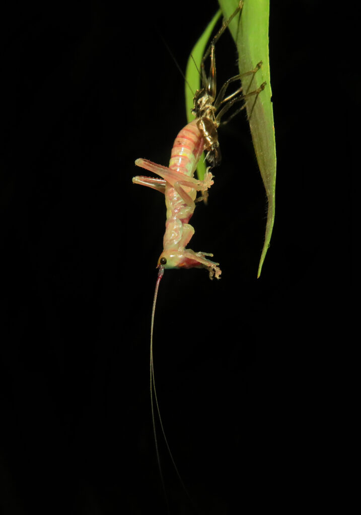 Raspy Crickets (Family Gryllacrididae)