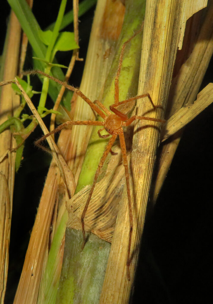 Huntsman Spiders