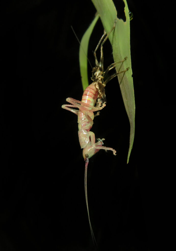 Raspy Crickets (Family Gryllacrididae)