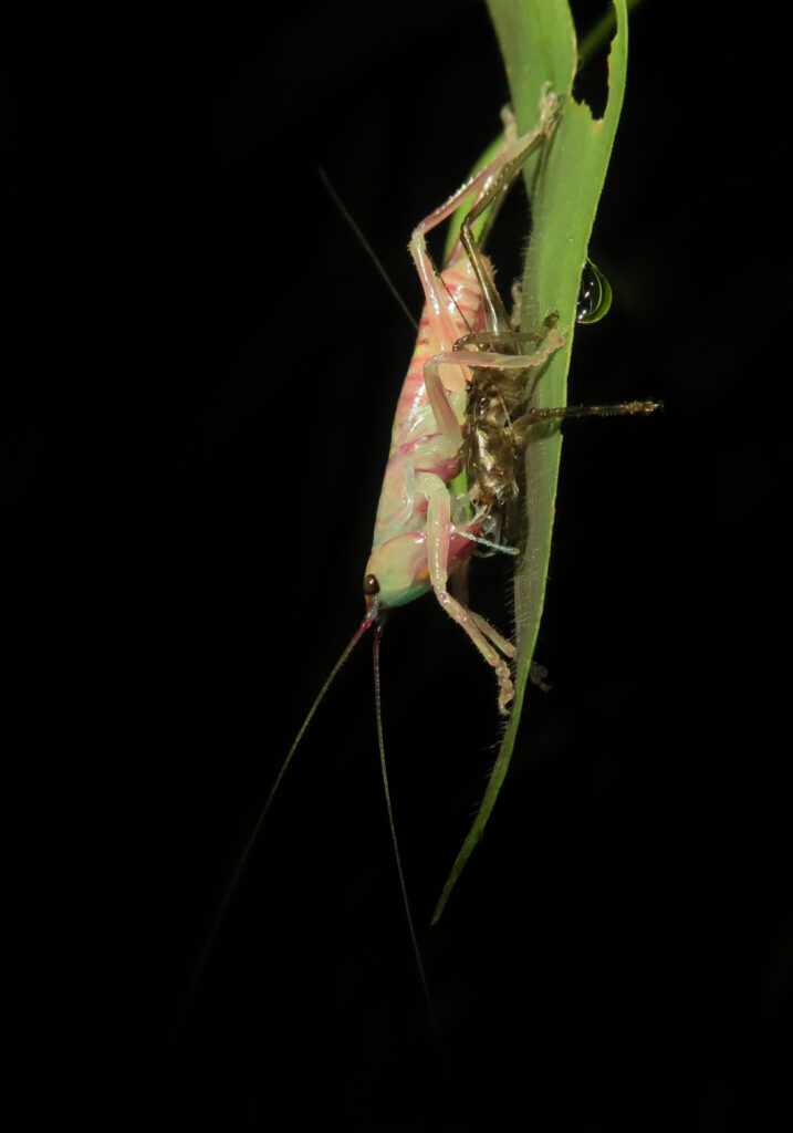 Raspy Crickets (Family Gryllacrididae)