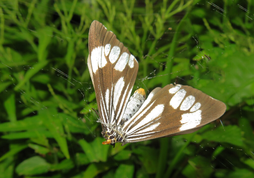 Marbled White Moth