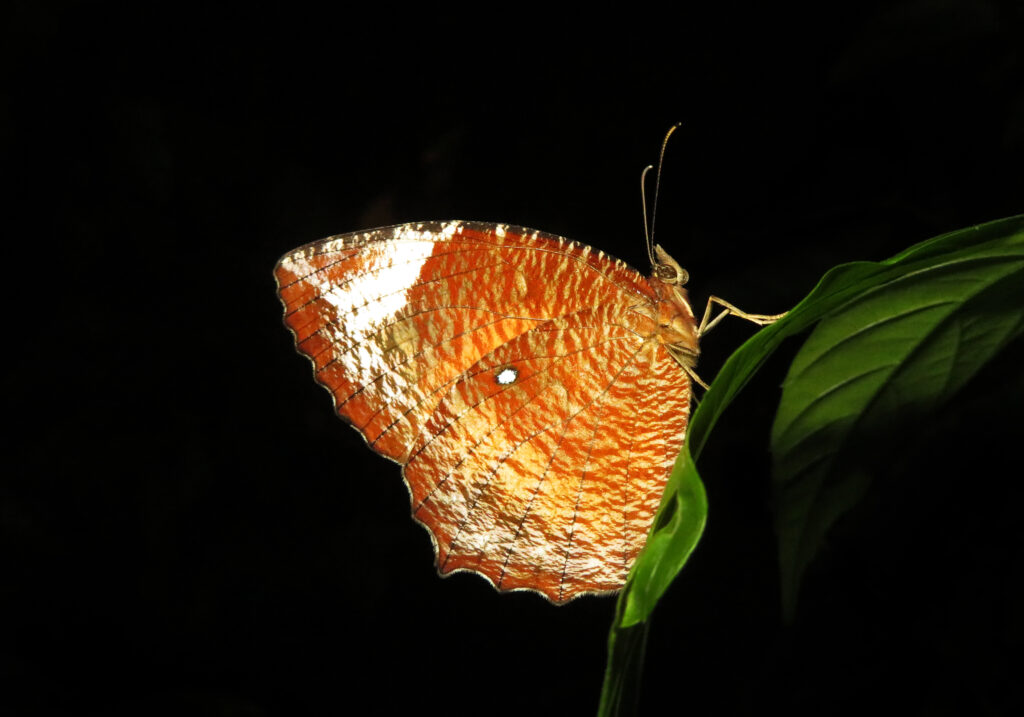 Palmflies (Genus Elymnias)
