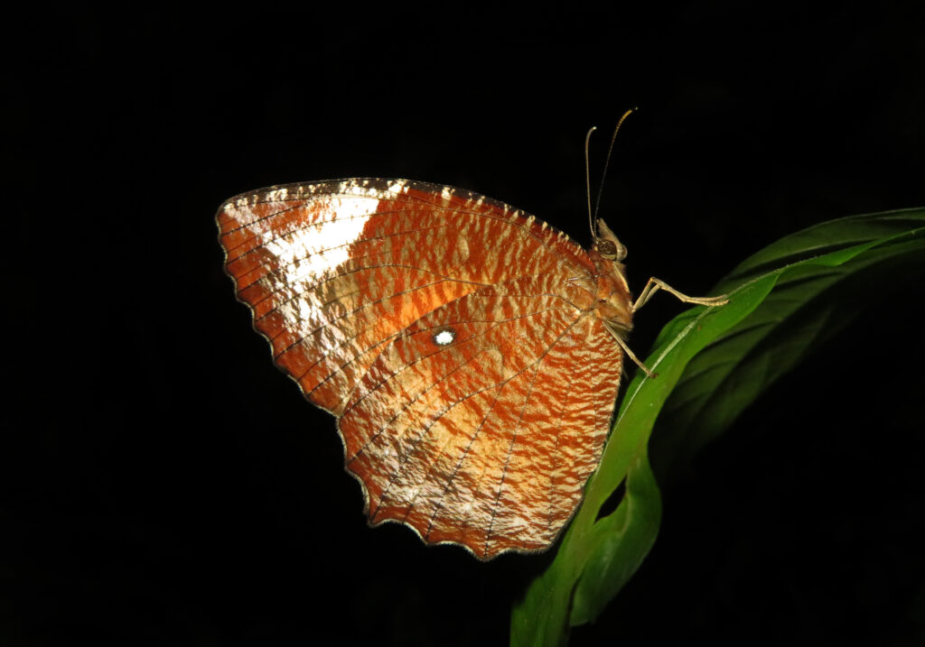 Palmflies (Genus Elymnias)
