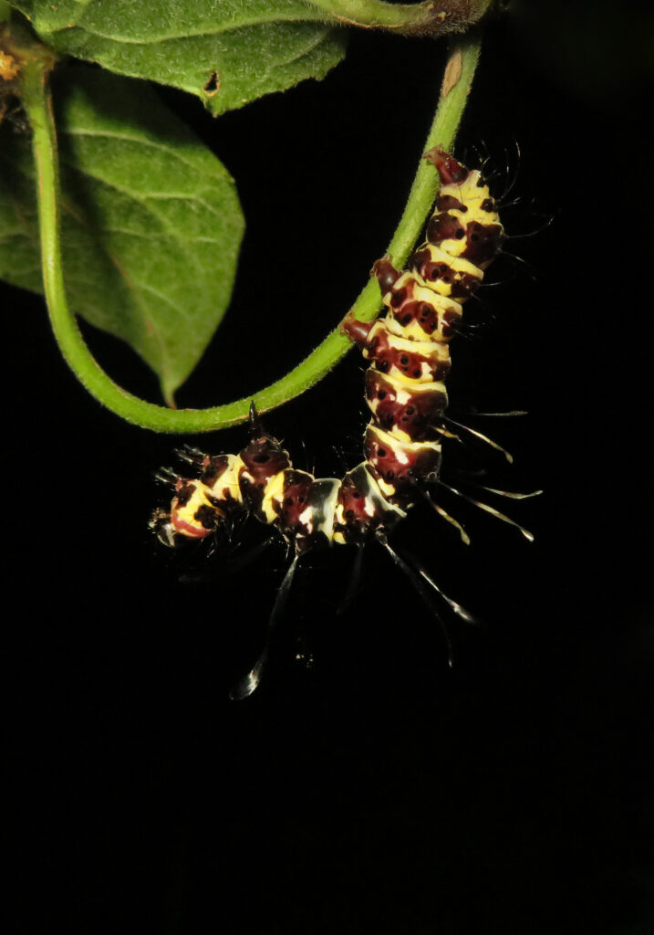 Tinolius hypsana