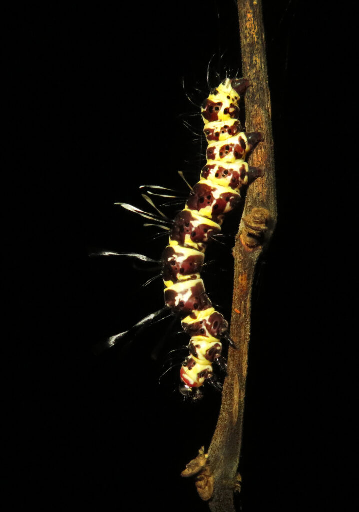 Tinolius hypsana