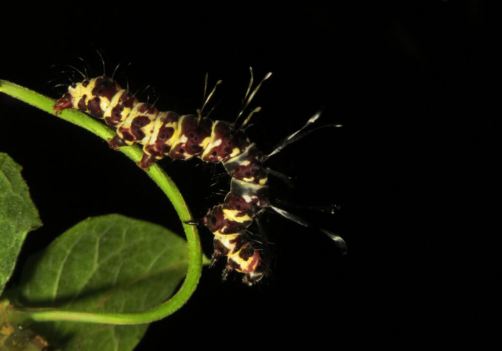 Tinolius hypsana