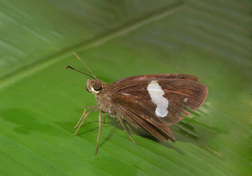 Demon Butterflies (Genus Notocrypta)