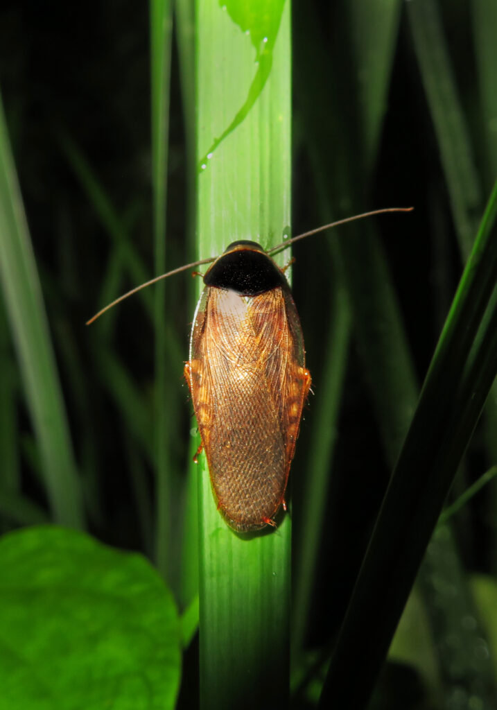 Genus Pycnoscelus