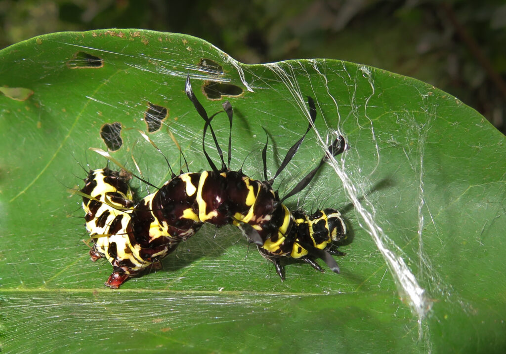 Genus Tinolius