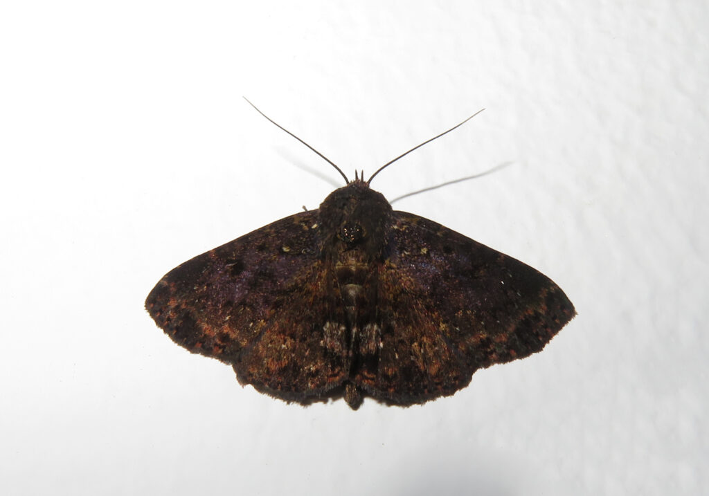 Subfamily Boletobiinae