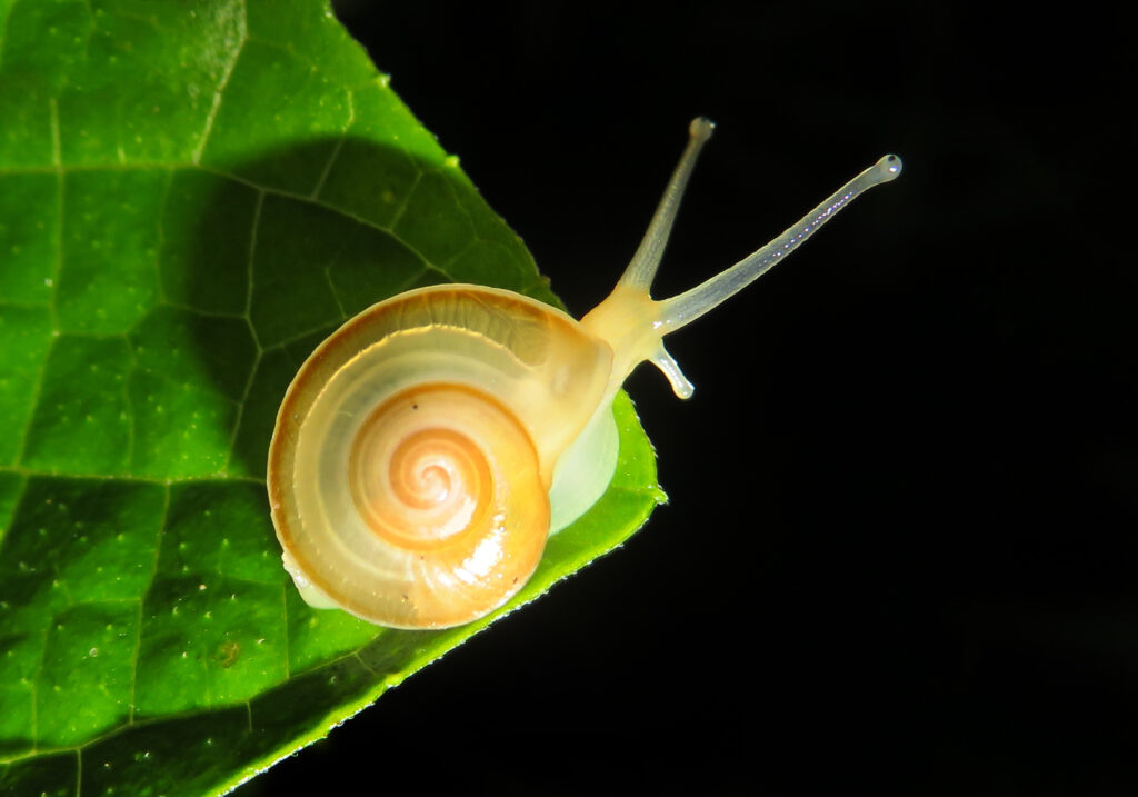 Family Dyakiidae