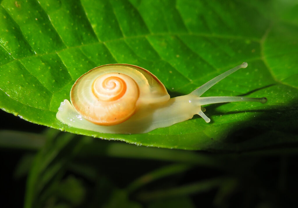 Family Dyakiidae