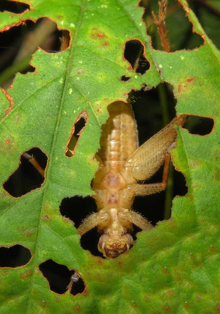 Subfamily Eneopterinae