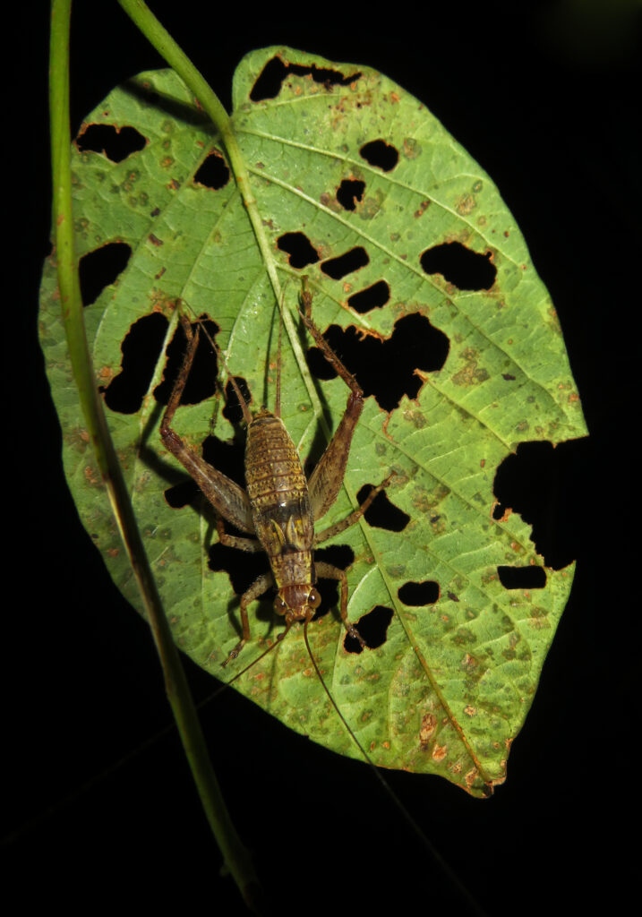 Subfamily Eneopterinae
