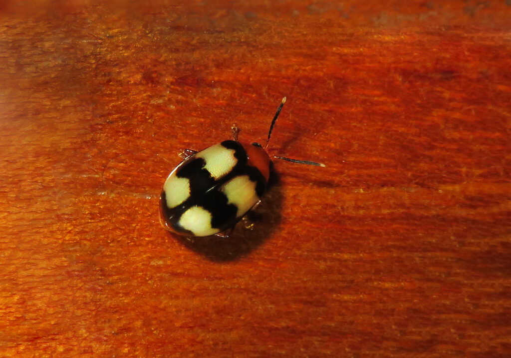 Skeletonizing Leaf and Flea Beetles
