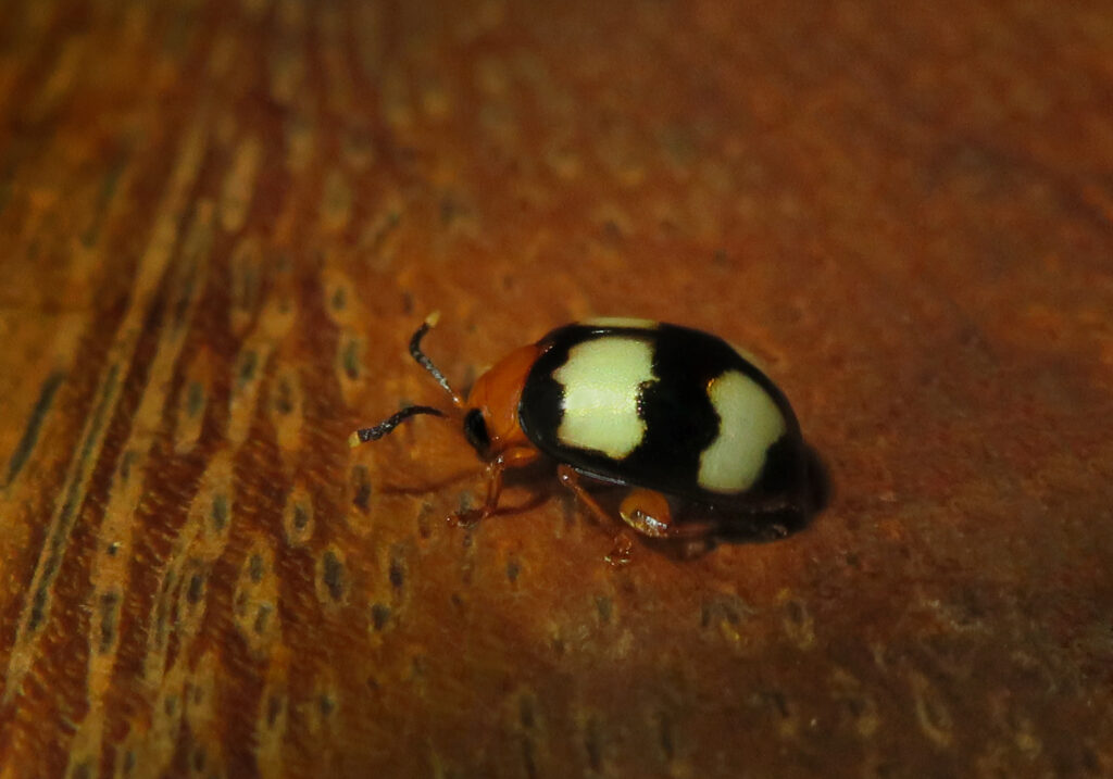 Skeletonizing Leaf and Flea Beetles