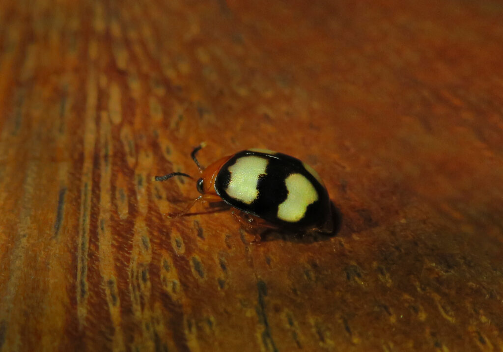 Skeletonizing Leaf and Flea Beetles