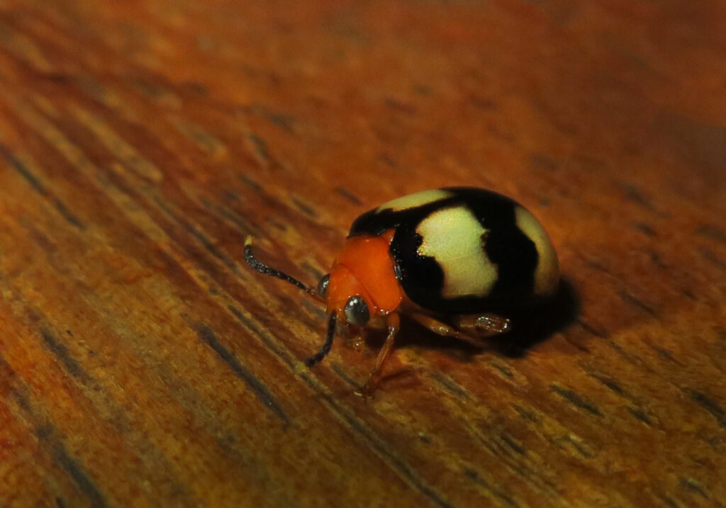 Skeletonizing Leaf and Flea Beetles