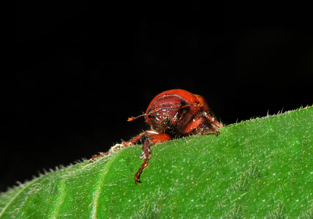 Scarabs (Family Scarabaeidae)