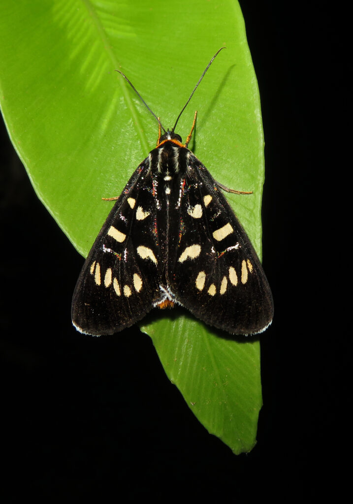 Ophthalmis milete