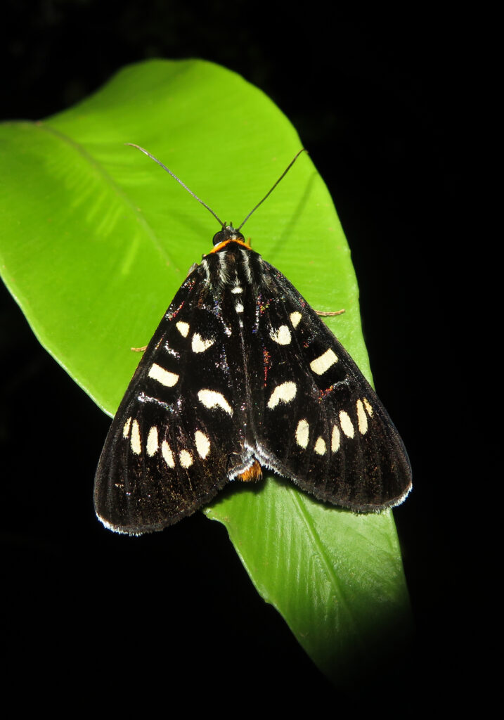 Ophthalmis milete
